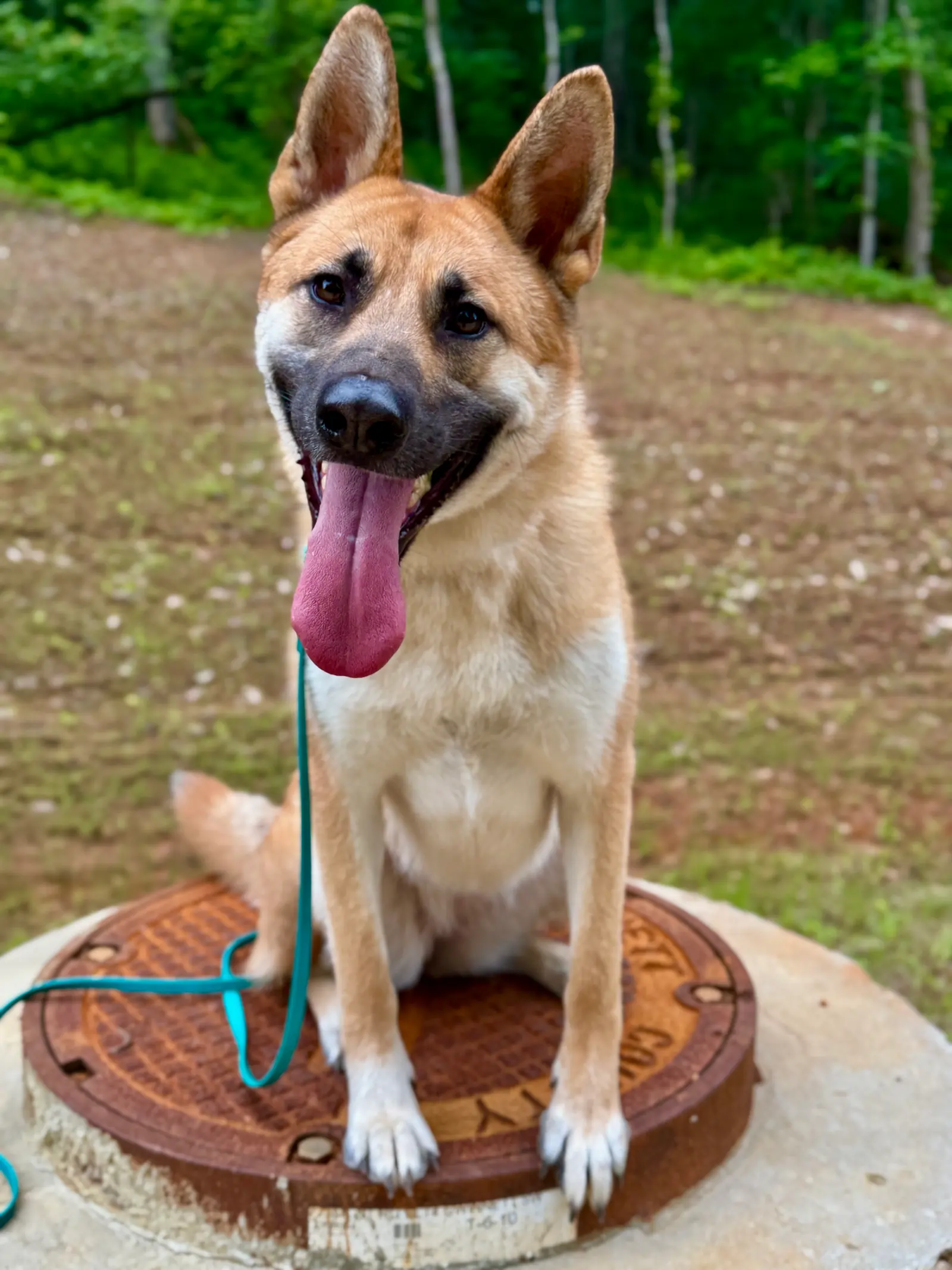 Advanced obedience training at Georgia Doggy Dojo 6
